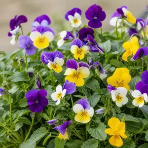 Viola × wittrockiana Trailing Mix