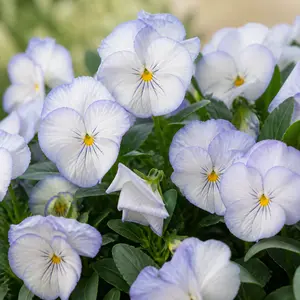 Viola × wittrockiana 'Cool Wave Frost'