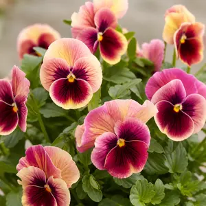 Viola × wittrockiana 'Cool Wave Strawberry Swirl'