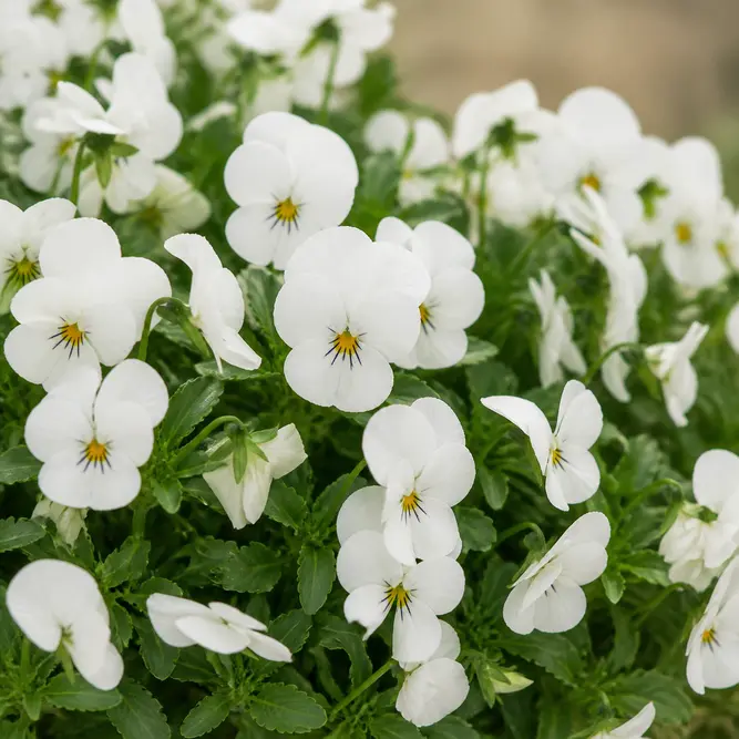 Viola x wittrockiana White (6 Pack) Trailing Pansy