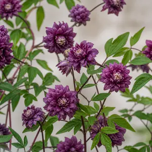 Clematis viticella 'Purpurea Plena Elegans'