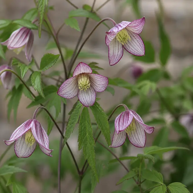 Clematis viticella 'Minuet' (Pot Size 3L)