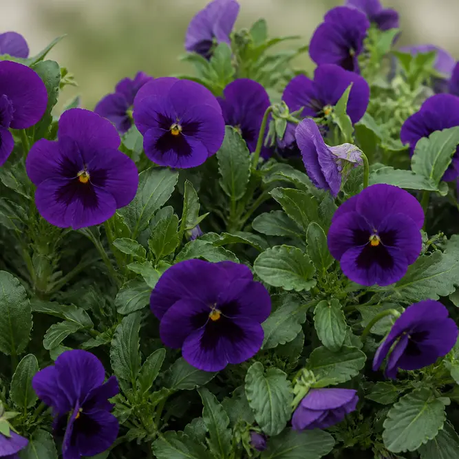 Viola x wittrockiana Purple (6 Pack) Trailing Pansy