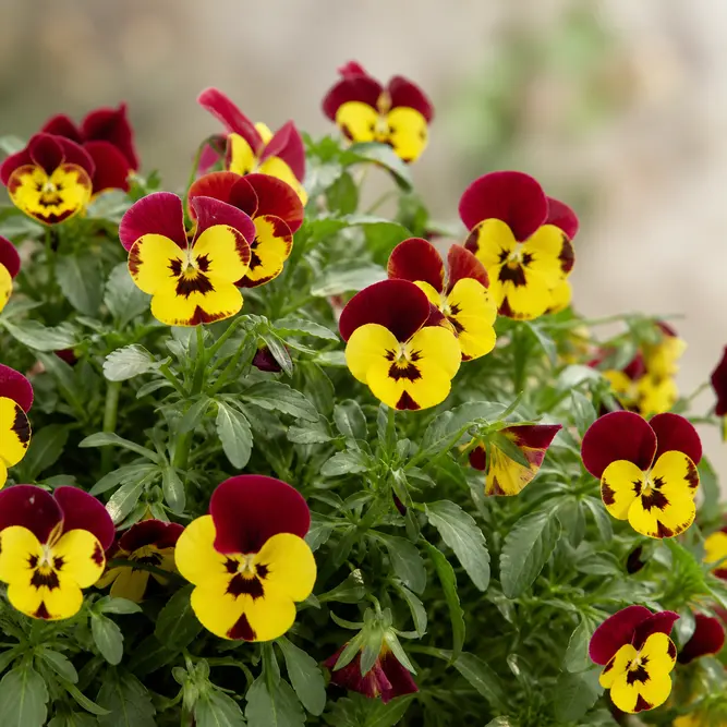 Viola cornuta 'Endurio Yellow with Red Wing' (6 Pack) Horned Violet; Tufted Violet