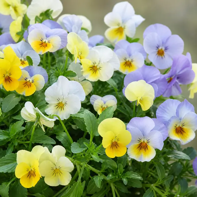 Viola × wittrockiana 'Cool Wave Pastel Mix' (6 Pack) Pansy Trailing