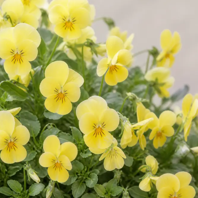 Viola x wittrockiana 'Matrix Primrose' (6 Pack) Pansy