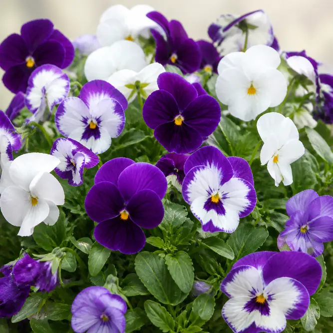 Viola x wittrockiana 'Cool Wave Berries N' Cream Mix' (6 Pack) Pansy