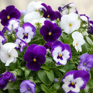 Viola x wittrockiana 'Cool Wave Berries N' Cream Mix'