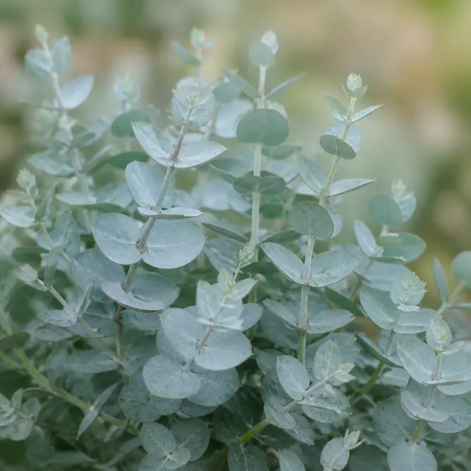 Eucalyptus gunnii 'Azura' (Pot Size 3L) Cider Gum