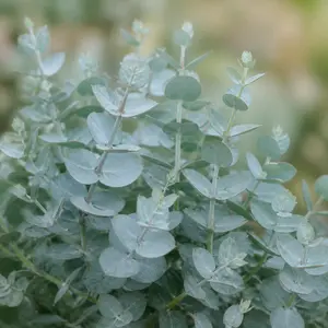 Eucalyptus gunnii 'Azura'