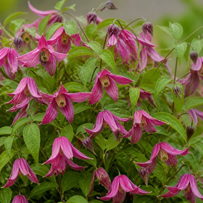 Clematis integrifolia 'Pink Ice' (Pot Size 3L) Pink Ice Clematis
