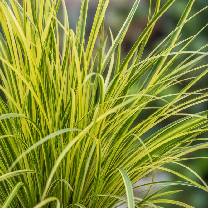 Acorus gramineus 'Hakuro Nishiki' (Pot Size 3L) Dwarf Golden Sweet Flag