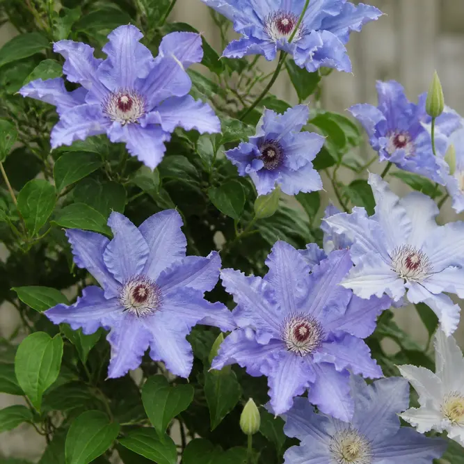Clematis 'Eliza' (Pot Size 3L) Clematis