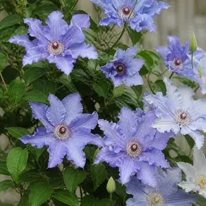 Clematis 'Eliza'