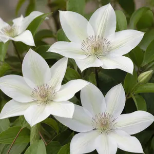 Clematis x 'Hyde Hall'