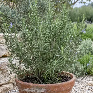 Rosmarinus officinalis 'Roman Beauty'
