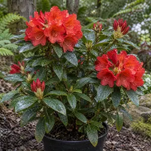 Rhododendron 'Firelight'