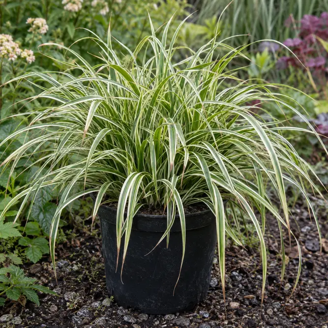 Carex morrowii 'Vanilla Ice' (Pot Size 3L) Morrow's sedge