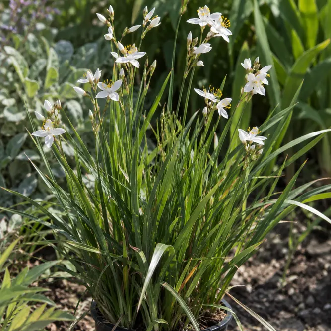 Libertia grandiflora (Pot Size 2L) New Zealand satin flower