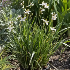 Libertia grandiflora
