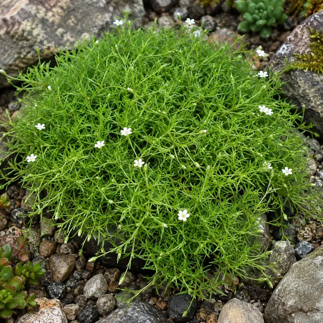 Sagina subulata (Pot Size 10cm) Irish Moss