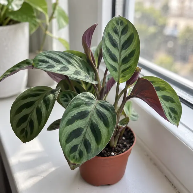 Ctenanthe burle-marxii (Pot Size 6cm) Fishbone Prayer Plant