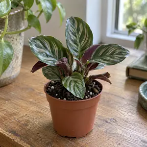 Calathea species