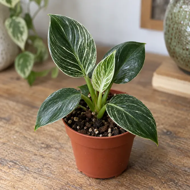 Philodendron 'Birkin' (Pot Size 6cm) Birkin Philodendron