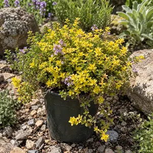 Thymus citriodorus 'Archer's Gold'