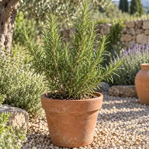 Rosmarinus officinalis 'Barbeque'