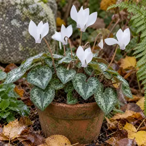 Cyclamen coum White