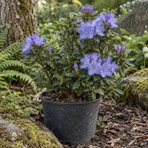 Rhododendron 'Blue Tit'