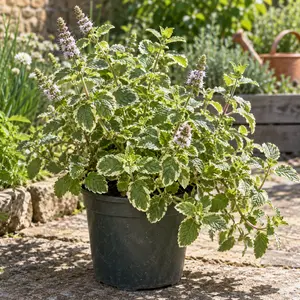 Mentha suaveolens 'Variegata'
