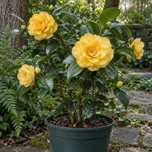 Camellia japonica 'Golden Anniversary'