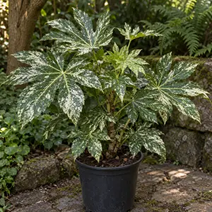 Fatsia japonica 'Spiders Web'