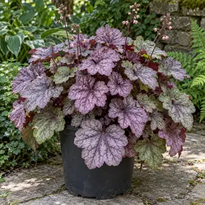Heuchera 'Cascade Dawn'