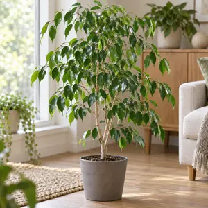 Ficus benjamina 'Royal'