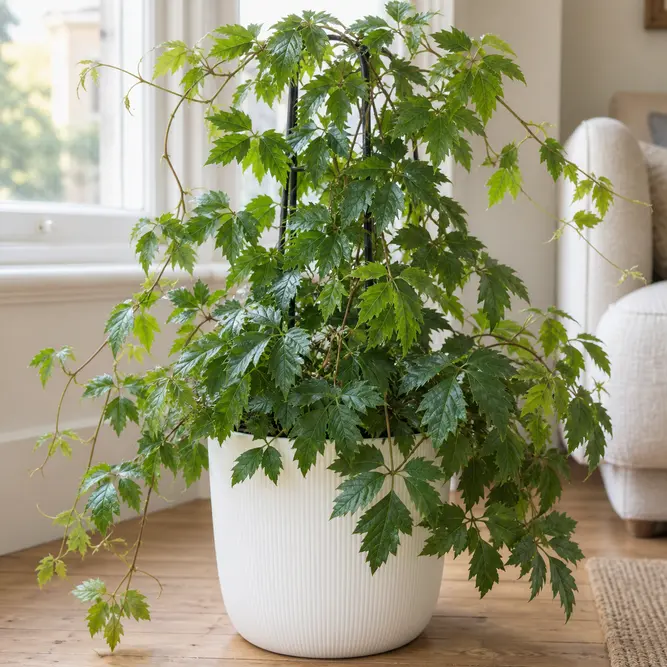 Cissus rhombifolia 'Ellen Danica' (Pot Size 19cm) Grape Ivy