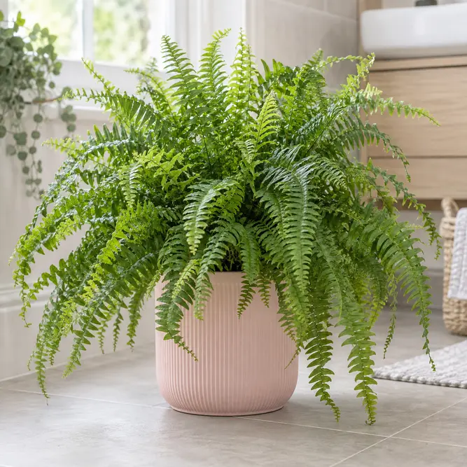 Nephrolepis exaltata 'Boston' (Pot Size 17cm) Boston fern