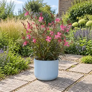Gaura lindheimeri 'Belleza Light Pink'