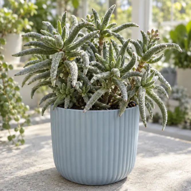Crassula mesembryanthemoides 'Tarantula' (Pot Size 10.5cm)