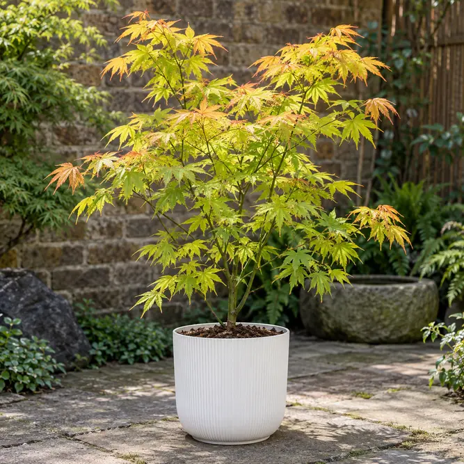 Acer palmatum 'Orange Dream' (Pot Size 10L) Orange Dream Japanese Maple