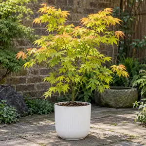 Acer palmatum 'Orange Dream'