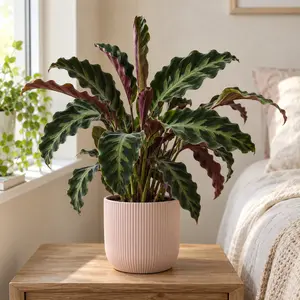 Calathea 'Velvet Glory'