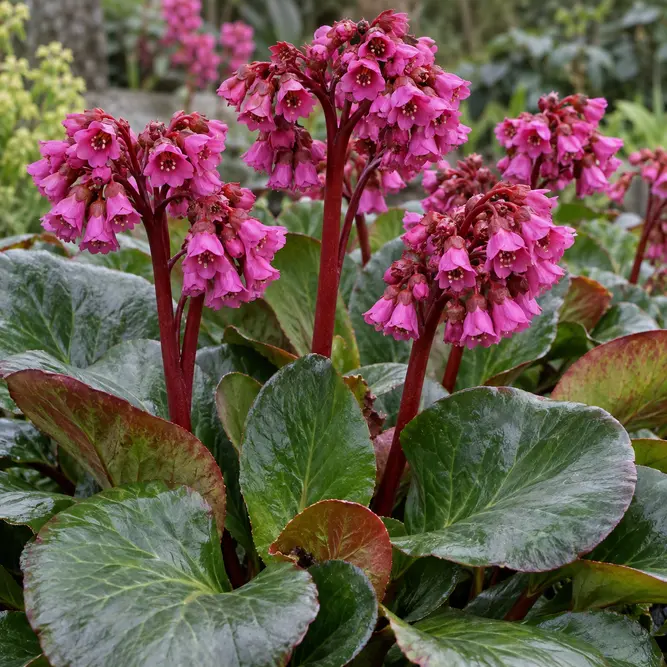 Bergenia crassifolia 'Overture' (Pot Size 2L) Elephant's ears