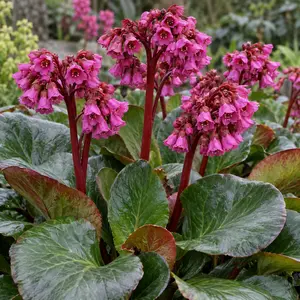 Bergenia crassifolia 'Overture' - Elephant's ears