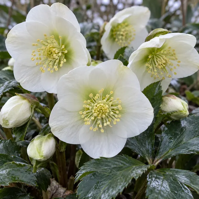 Helleborus niger 'Christmas Carol' (Pot Size 12cm) Christmas rose