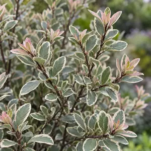 Pittosporum tobira 'Neige du Mont Ventoux' - Japanese Pittosporum