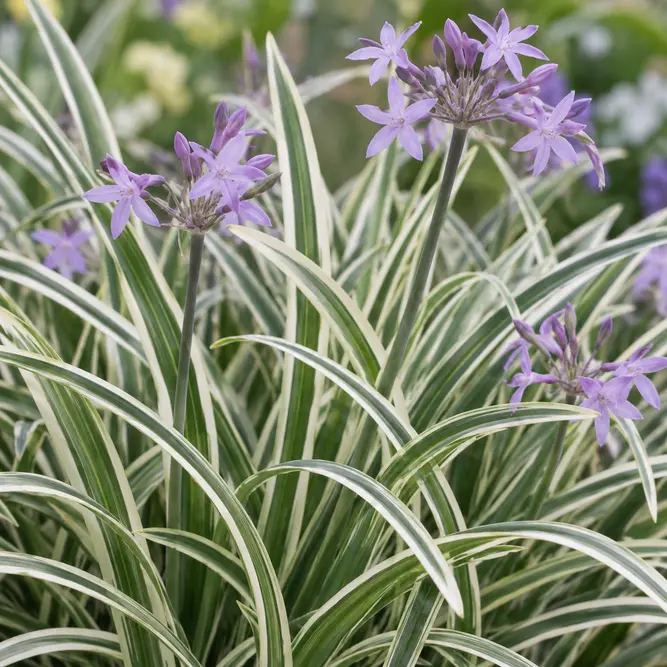 Tulbaghia violacea 'Silver Lace' (Pot Size 2L) Society garlic