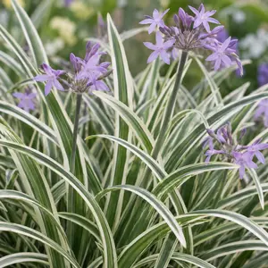 Tulbaghia violacea 'Silver Lace' - Society garlic